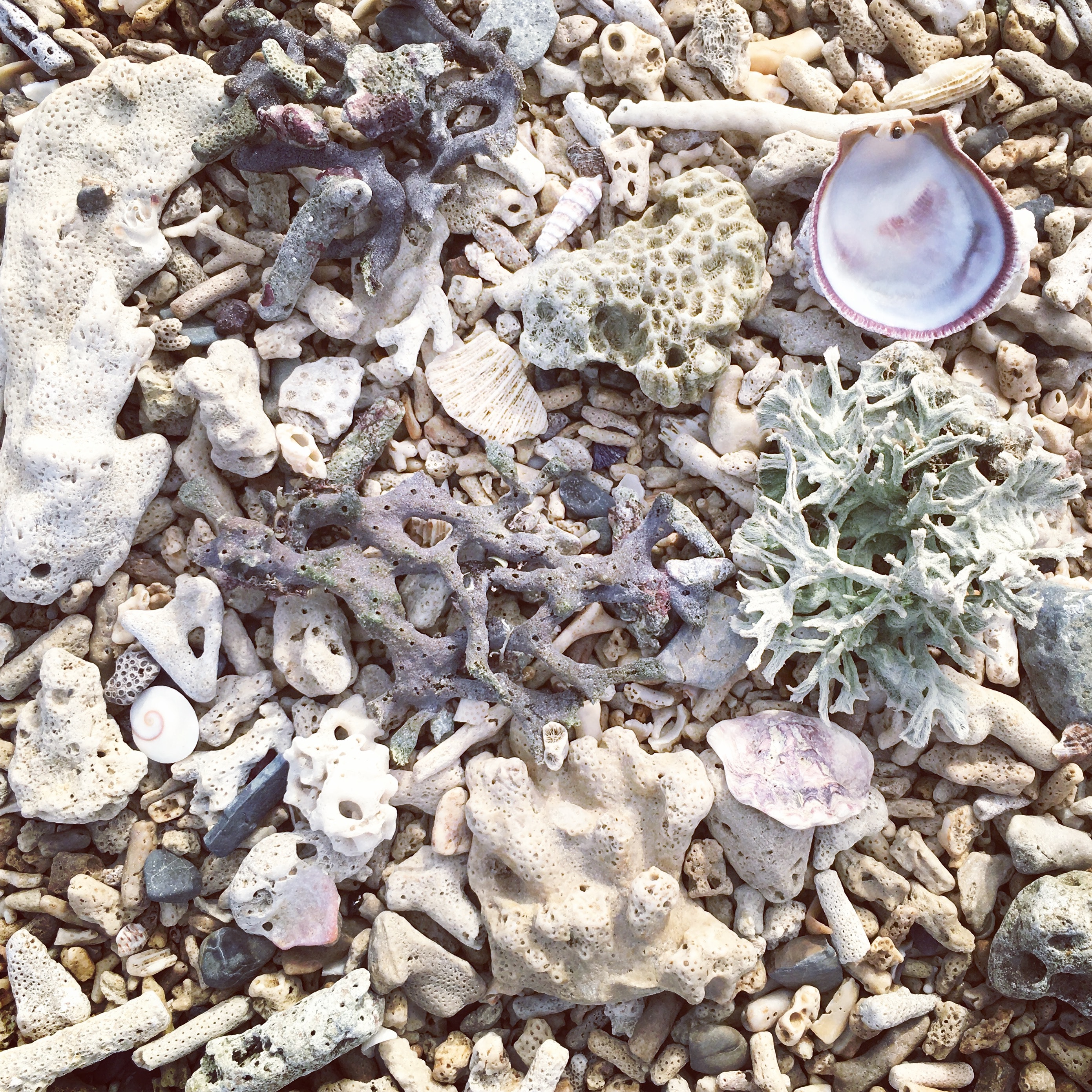 Διακοσμούμε το σπίτι μας με στοιχεία που τα ξεβράζει το κύμα