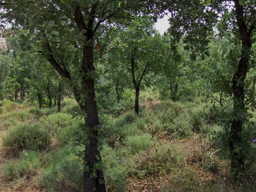 Πεύκο ή δρυς στο αττικό περιβάλλον;