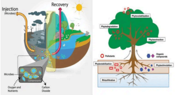Η Ανθεκτικότητα της Φύσης στον Κόσμο της Κλιματικής Κρίσης: Μαθήματα από την Επιστήμη της Βιοαποκατάστασης